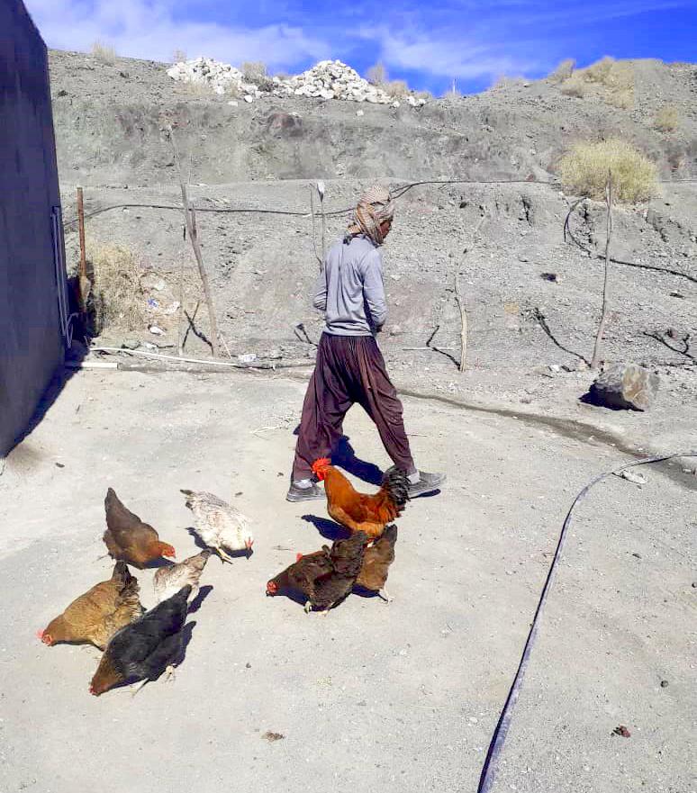 سومین گزارش مرغ